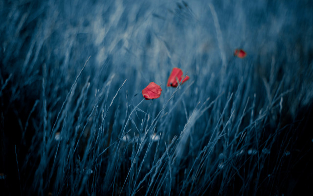 Tall grass red flowers blue free wallpaper for desktop - medium preview image