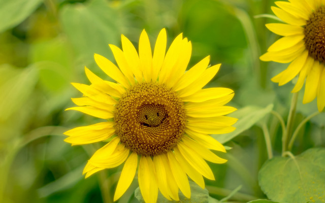 Sunflower cheerful macro ecological field free wallpaper for desktop - medium preview image