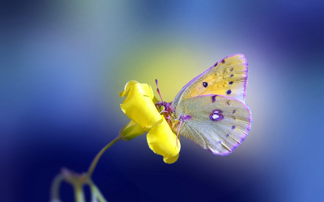 Butterfly yellow flower blue background free wallpaper for desktop - medium preview image
