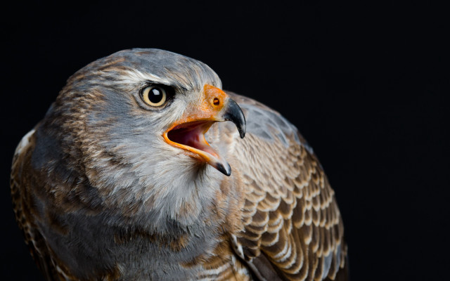 Bird beak open owl animal free wallpaper for desktop - medium preview image