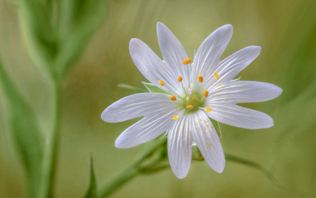 White flower yellow stamens green #3 free wallpaper for desktop - medium preview image
