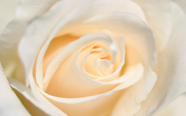 White rose closeup rococo macro free wallpaper for desktop - medium preview image