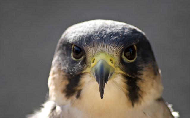 Bird beak closeup yellow black free wallpaper for desktop - medium preview image