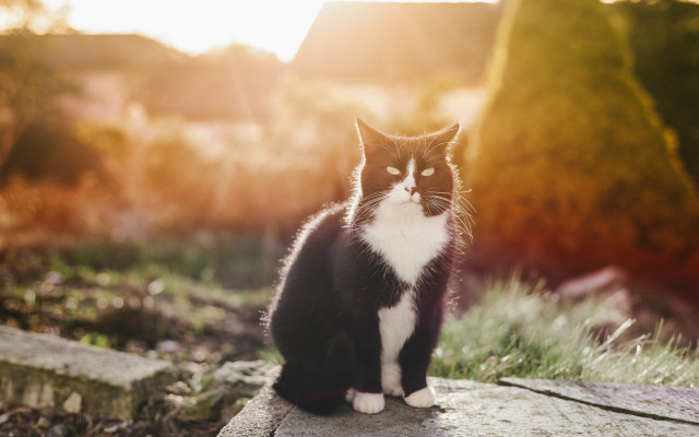 Black white cat sitting on free wallpaper for desktop - medium preview image