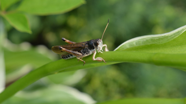 Bug leaf sunlight macro nature free wallpaper for desktop - medium preview image