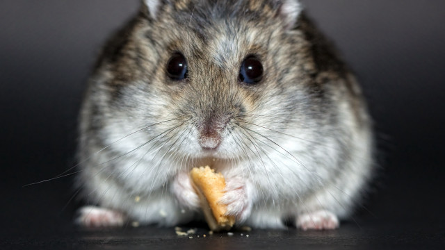Chippy rodent eating food black free wallpaper for desktop - medium preview image