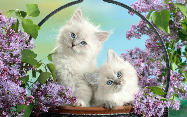 White kittens basket lilacs blue free wallpaper for desktop - medium preview image