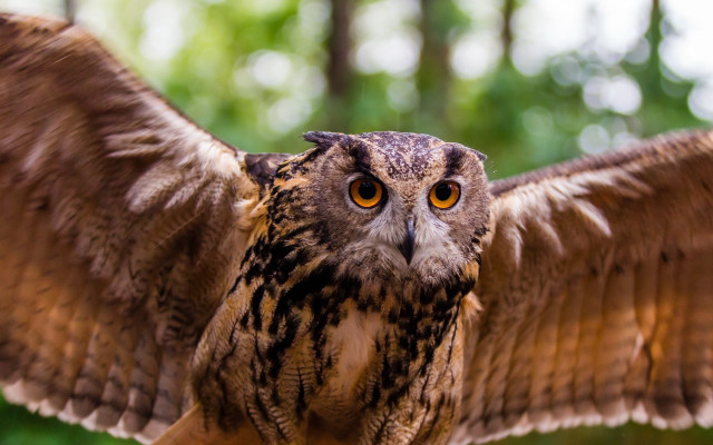 Large owl spread wings forest free wallpaper for desktop - medium preview image