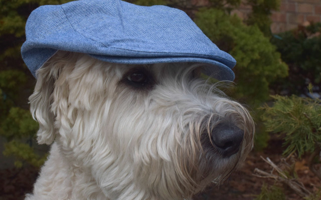 White dog blue hat bush free wallpaper for desktop - medium preview image