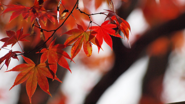 Red leaves autumn macro fall free wallpaper for desktop - medium preview image