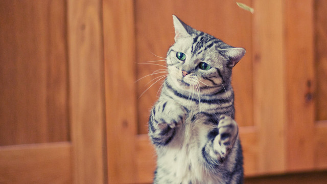 White cat pawing shiba inu free wallpaper for desktop - medium preview image