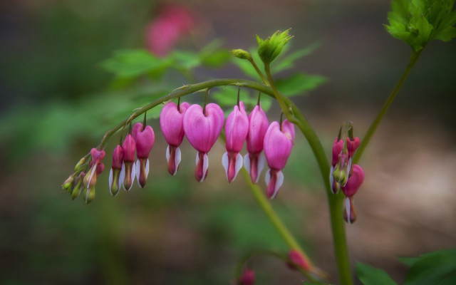 Pink flower green leaves macro #5 free wallpaper for desktop - medium preview image