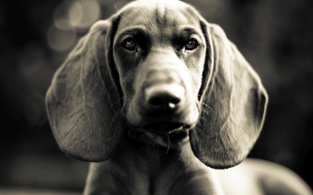 Sad dog collar black white free wallpaper for desktop - medium preview image