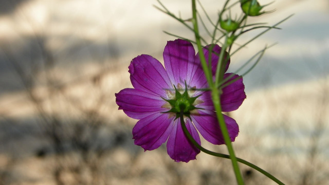 Purple hydrangea flower blurry background free wallpaper for desktop - medium preview image