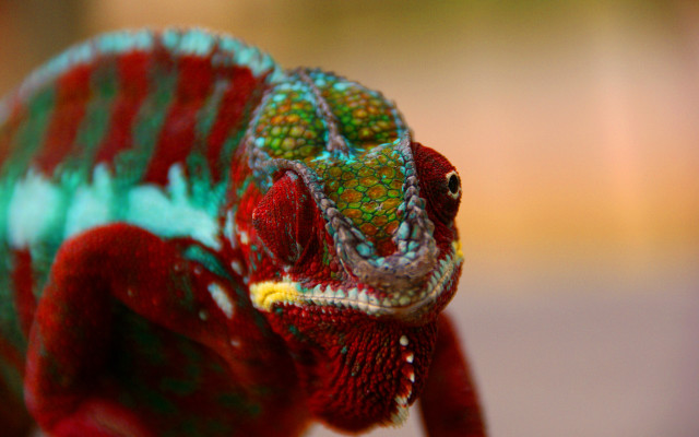 Colorful chameleon macro saturated neo free wallpaper for desktop - medium preview image