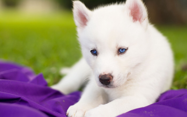 White puppy blue eyes purple free wallpaper for desktop - medium preview image