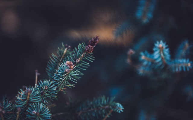 Pine cone branch closeup naturalism free wallpaper for desktop - medium preview image