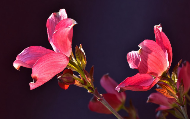 Pink flower macro blurry art free wallpaper for desktop - medium preview image