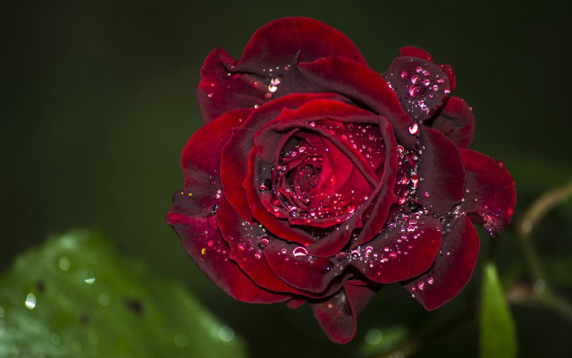 Red rose water droplets macro #32 free wallpaper for desktop - medium preview image