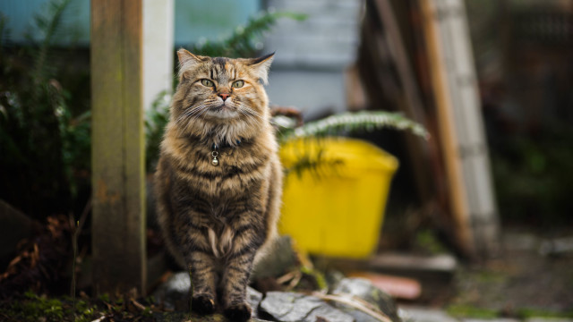 Cat rock planter yellow container free wallpaper for desktop - medium preview image