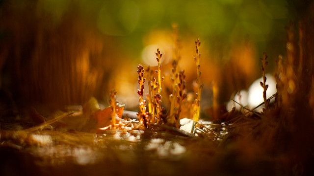 Plant yellow flower shallow depth free wallpaper for desktop - medium preview image