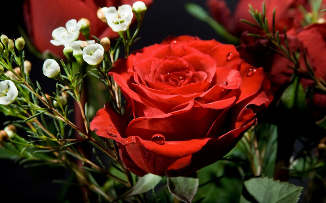 Red roses white flower black free wallpaper for desktop - medium preview image