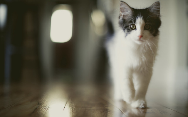 Cat walking wooden floor window free wallpaper for desktop - medium preview image