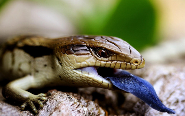 Small lizard blue tongue rock #2 free wallpaper for desktop - medium preview image