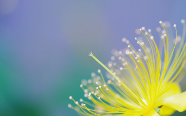 Yellow flower water droplets macro #23 free wallpaper for desktop - medium preview image