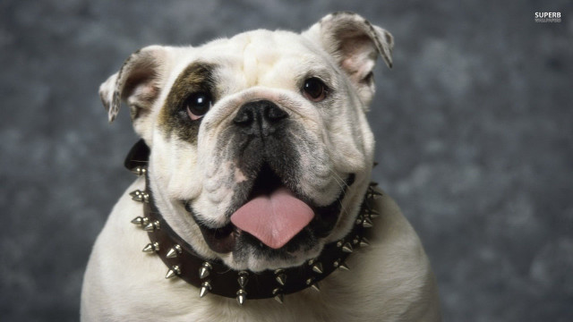 Dog collar tongue hanging black free wallpaper for desktop - medium preview image
