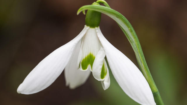 White flower green stamens macro free wallpaper for desktop - medium preview image