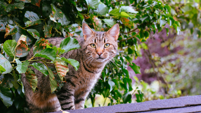Cat roof bush leaves camera free wallpaper for desktop - medium preview image