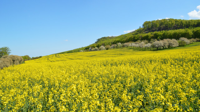 Yellow flower field hill trees free wallpaper for desktop - medium preview image