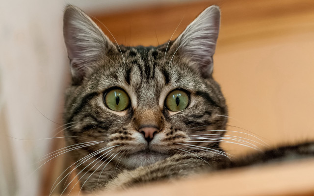 Black cat green eyes serious #2 free wallpaper for desktop - medium preview image