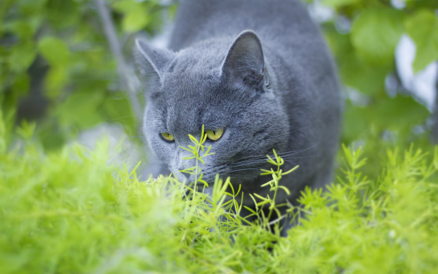 Cat forest green leaves bokeh free wallpaper for desktop - medium preview image