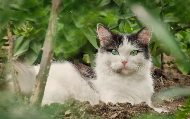 Black cat green eyes forest free wallpaper for desktop - medium preview image