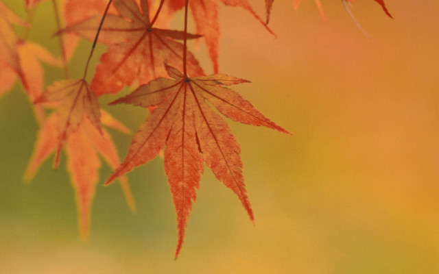 Red leaf autumn macro nature free wallpaper for desktop - medium preview image