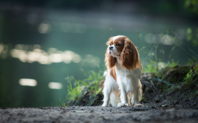 Small dog dirtroad water grass free wallpaper for desktop - medium preview image