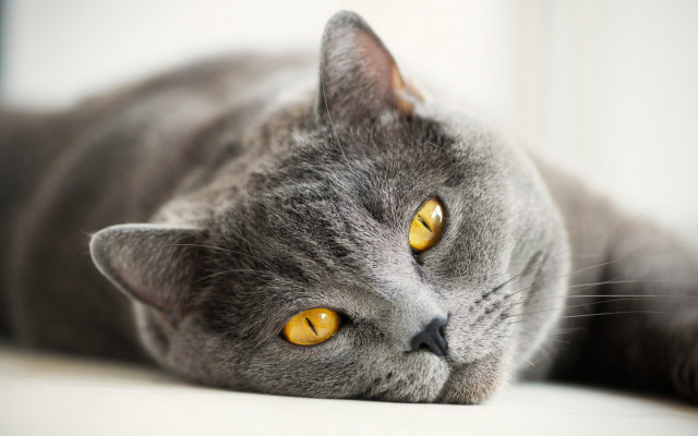 Gray cat yellow eyes on free wallpaper for desktop - medium preview image