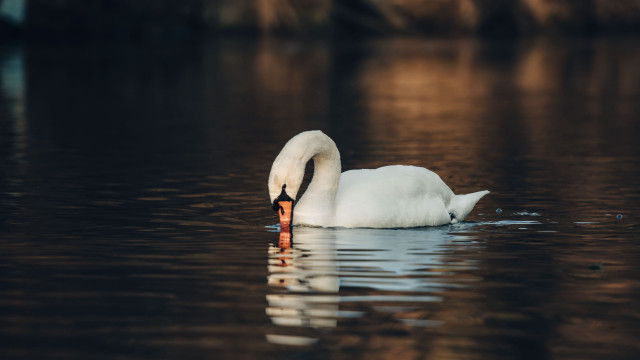 Swan swimming water naturalism animalphotography free wallpaper for desktop - medium preview image