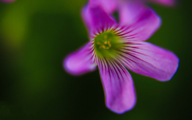 Flower closeup blurry background shallow free wallpaper for desktop - medium preview image