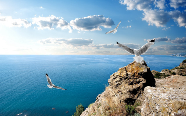 Birds over water cliff landscape free wallpaper for desktop - medium preview image