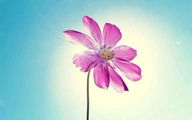 Pink flower blue sky macro free wallpaper for desktop - medium preview image