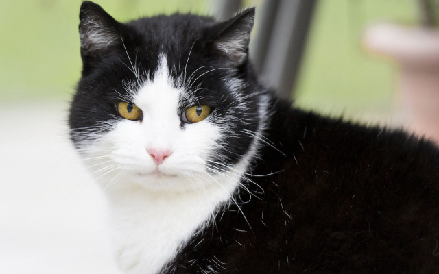 Black white cat serious look free wallpaper for desktop - medium preview image