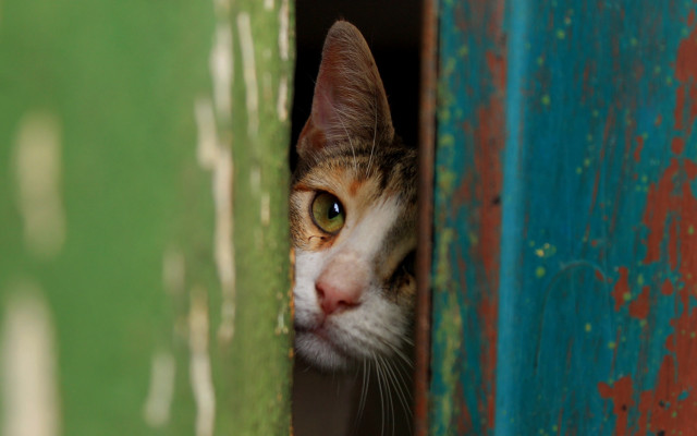 Cat green red door white free wallpaper for desktop - medium preview image