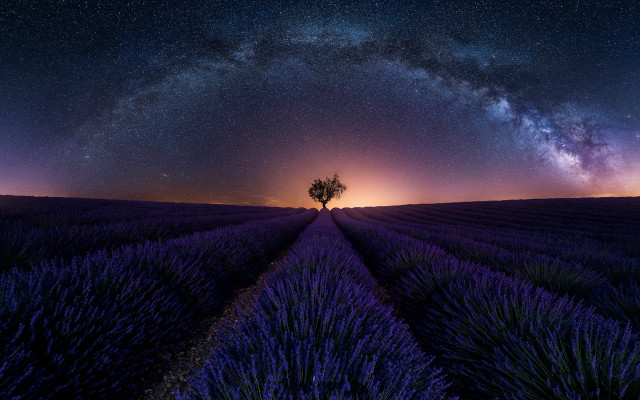 Lone tree lavender field night free wallpaper for desktop - medium preview image