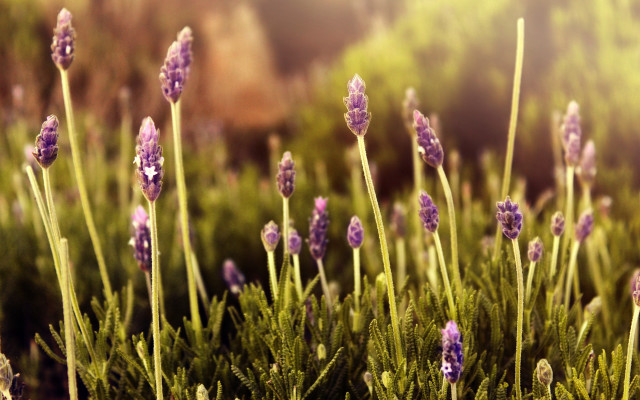 Lavender field sunset sunlight shine free wallpaper for desktop - medium preview image