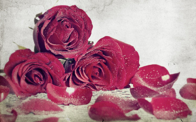 Red roses water droplets still free wallpaper for desktop - medium preview image