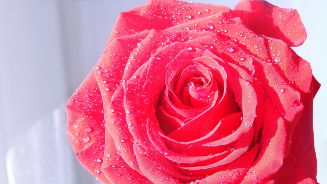 Red rose water droplets macro #49 free wallpaper for desktop - medium preview image