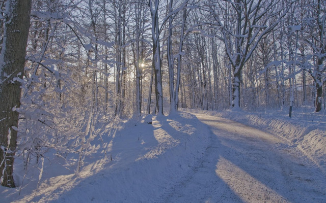 Snowy road forest sunshine winter free wallpaper for desktop - medium preview image